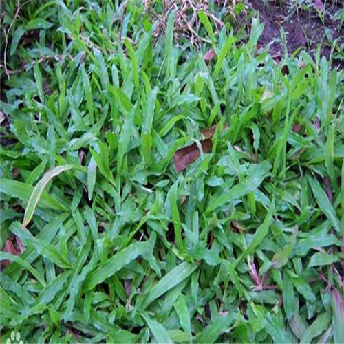 广东大叶油草、梅州大叶油草、惠州大叶油草