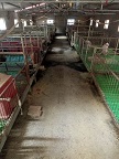 活猪养殖基地 