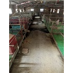 活猪养殖基地 