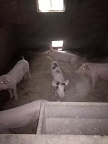 养殖批发活猪 