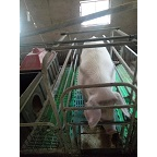 活猪批发基地 