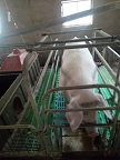 活猪批发基地 