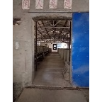 活猪培育 
