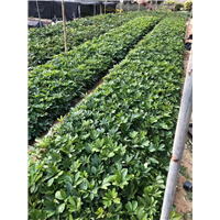 漳州鹅掌木价格 