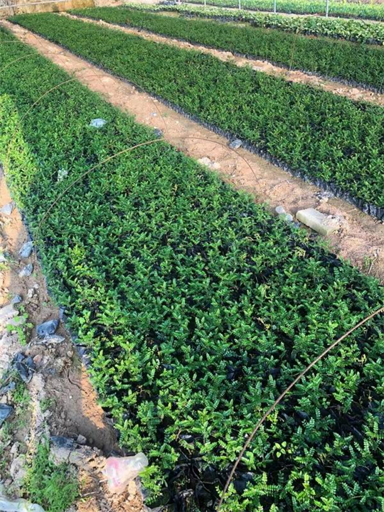 漳州胡椒木 福建胡椒木供应 