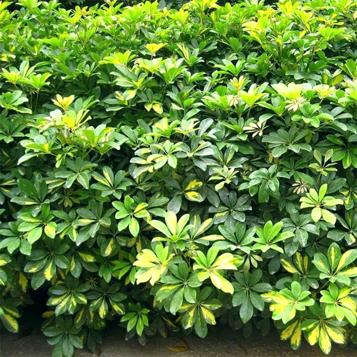 福建鹅掌木批发销售 