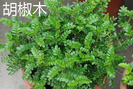 漳州胡椒木供应商 