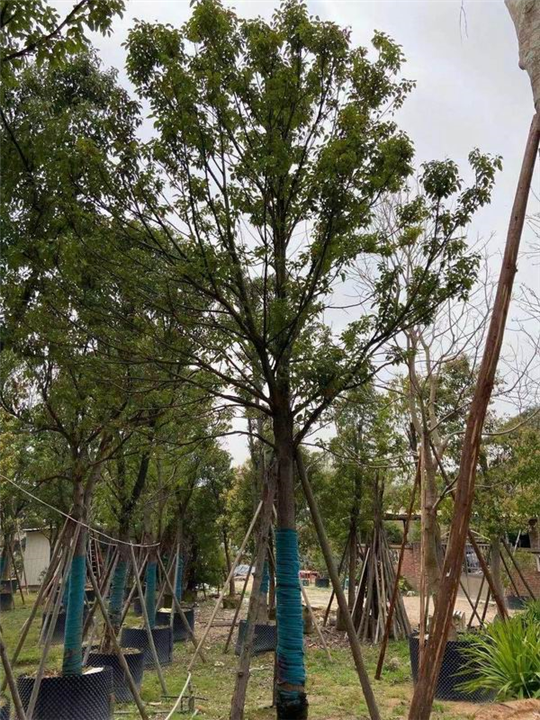 福建香樟供应价格 