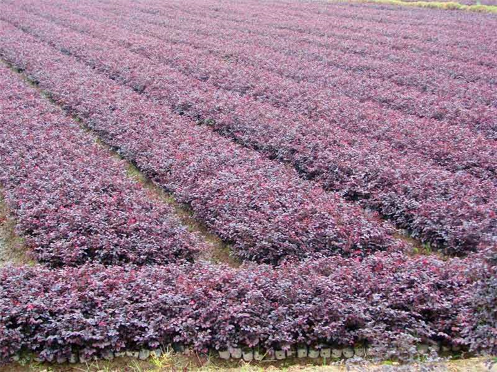漳州红花继木批发价格 