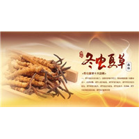 回收冬虫夏草商家 