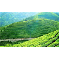 茶叶的生长环境