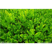 茶叶的历史