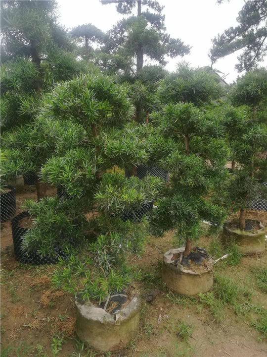 中山多花红千层绿化苗 