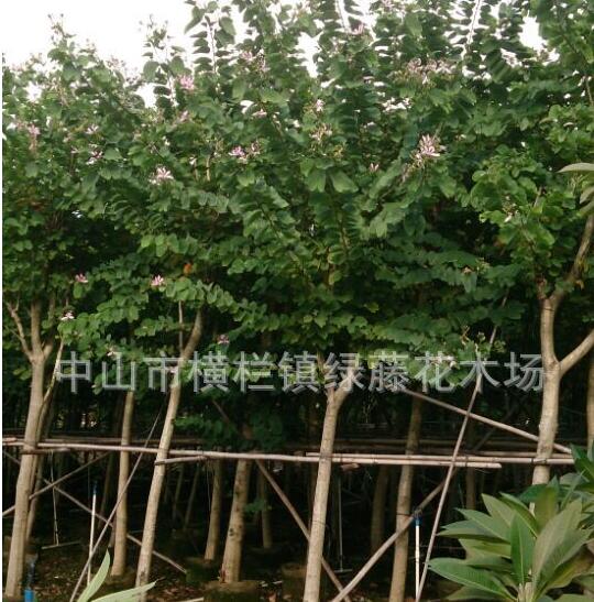 中山园林绿化景观设计种植养护工程花木场供应宫粉紫荆 