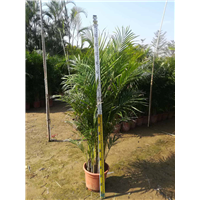 中山散尾葵种植花场 