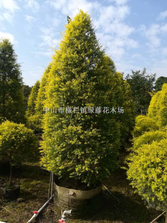 中山木芙蓉绿化苗木 