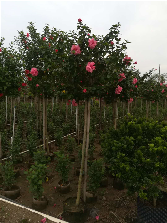 中山大红花种植基地 