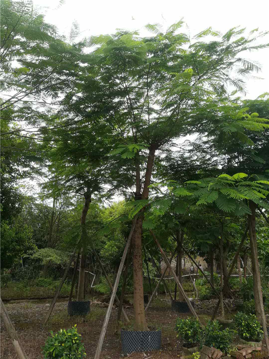 中山凤凰木（米径18-20cm)绿化苗木 