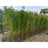 广东中山园林绿化景观设计施工养护种植优质炮仗花苗 