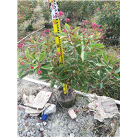 中山红珊瑚花种植基地 