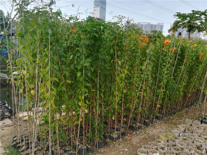 广东中山园林绿化景观设计施工养护种植优质炮仗花苗 