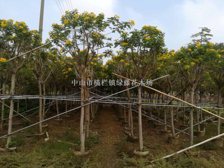 广东中山三沙黄槐树绿化园林苗木施工 