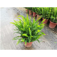 中山肾蕨(排骨草)种植基地 