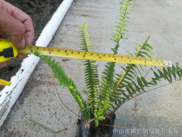 广东中山7斤袋肾蕨(排骨草)大量供应 