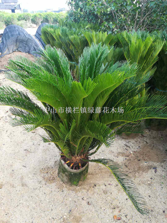 广东中山苏铁绿化苗木供应 
