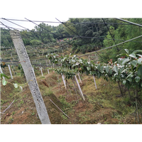 福建黑老虎基地