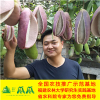 福建八月瓜