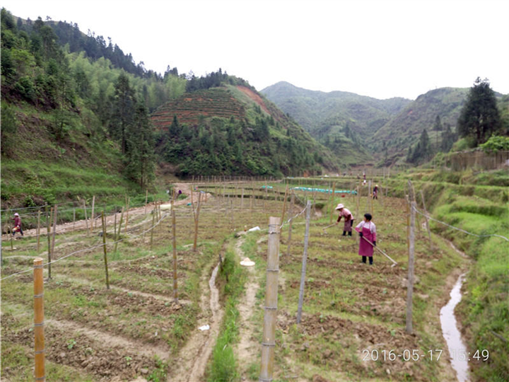 山瓜瓜育苗基地
