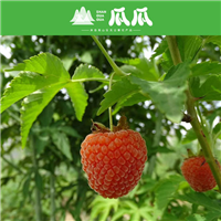 掌叶覆盆子苗