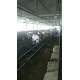 锦鸿肉牛基地