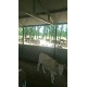 肉牛批发 