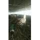 优质成品牛 