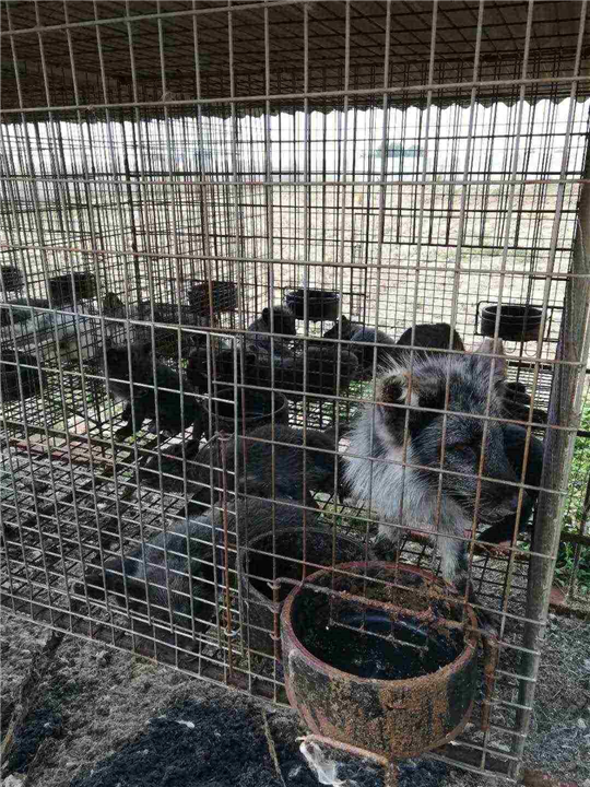 狐狸 