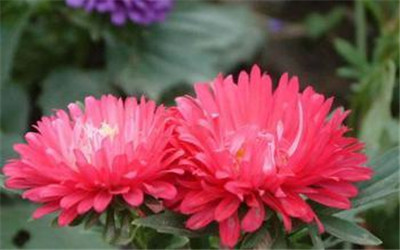 仙桃花卉市场_湖北草花 