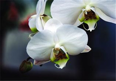 仙桃花卉交易市场_金盏菊 