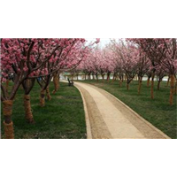 湖北鲜花都在哪里批发_湖北花卉市场在哪里 