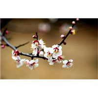 湖北室内花卉_湖北花卉市场在哪里 