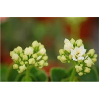仙桃欣赏花卉_仙桃鲜花都在哪里批发 