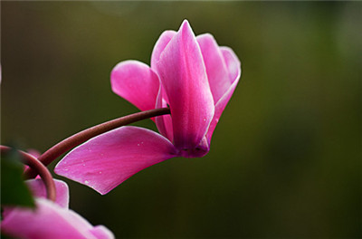 仙桃花卉批发市场_金盏菊 