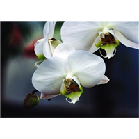 仙桃花卉交易市场_金盏菊 