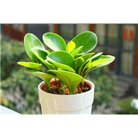 仙桃花卉交易市场_湖北草花批发 