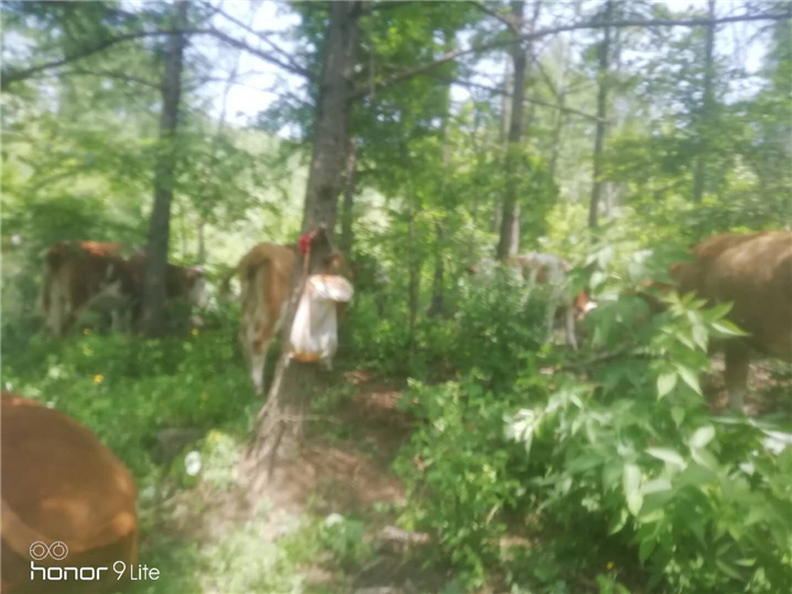 黄牛养殖 