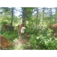 黄牛养殖 