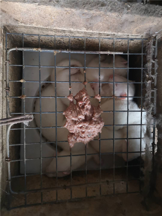 貂皮 
