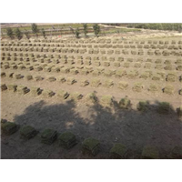 贵阳草坪销售电话 