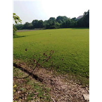 湖南马尼拉草皮，益阳马尼拉草皮